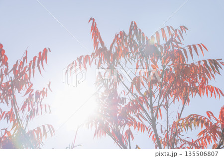鮮やかな赤色に色づいた葉が青空に映える秋の写真 135506807