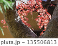 鮮やかな黄色とオレンジに色づいた美しい秋の楓の葉 135506813
