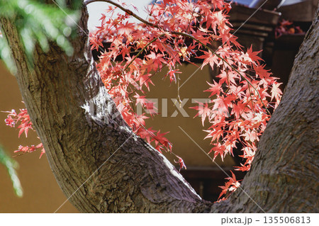 鮮やかな黄色とオレンジに色づいた美しい秋の楓の葉 135506813