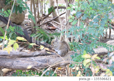 飼育された1匹のリスのアップ 135506821