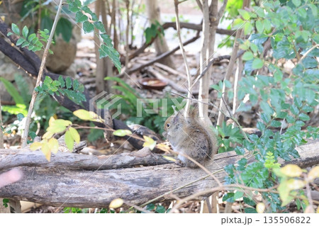 飼育された1匹のリスのアップ 135506822