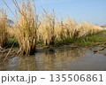 水辺に並ぶ稲株と冬の澄んだ青空 135506861