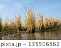 水辺に並ぶ稲株と冬の澄んだ青空 135506862