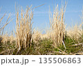 冬の田んぼに残る稲株の力強い質感 135506863