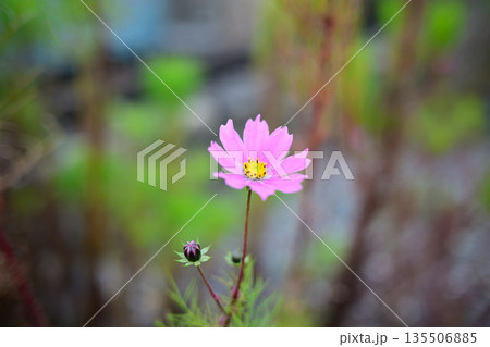 初冬の光に咲き残るコスモス 季節をまたぐやさしさ Cosmos Blooming in Early 初冬の光に咲き残るコスモス 季節をまたぐやさしさ Cosmos Blooming in Early 135506885
