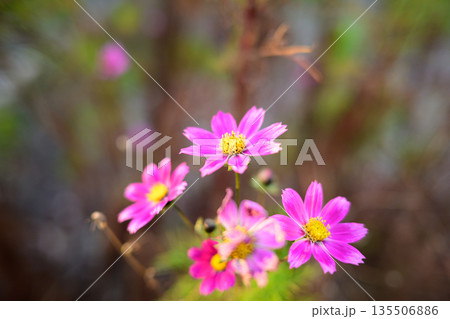 初冬の光に咲き残るコスモス 季節をまたぐやさしさ Cosmos Blooming in Early 初冬の光に咲き残るコスモス 季節をまたぐやさしさ Cosmos Blooming in Early 135506886