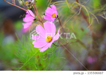 初冬の光に咲き残るコスモス 季節をまたぐやさしさ Cosmos Blooming in Early 初冬の光に咲き残るコスモス 季節をまたぐやさしさ Cosmos Blooming in Early 135506887