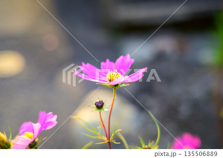 初冬の光に咲き残るコスモス　季節をまたぐやさしさ Cosmos Blooming in Early  135506889
