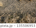 冬の田んぼを覆う黄金色の乾燥した稲藁 135506953