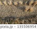 冬の田んぼを覆う黄金色の乾燥した稲藁 135506954