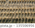 冬の田んぼに整然と並ぶ稲の切り株 135506956
