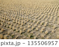 冬の田んぼに整然と並ぶ稲の切り株 135506957
