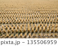 冬の田んぼに整然と並ぶ稲の切り株 135506959