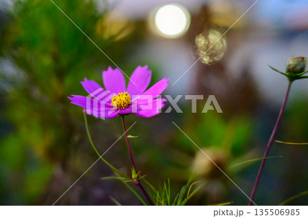初冬の光に咲き残るコスモス　季節をまたぐやさしさ Cosmos Blooming in Early  135506985