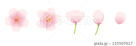 桜の花とつぼみのベクターイラストセット。 135507017