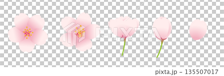桜の花とつぼみのベクターイラストセット。 135507017