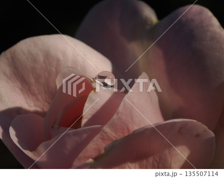 秋のバラ園に咲く淡い色の薔薇のクローズアップ 秋のバラ園に咲く淡い色の薔薇のクローズアップ 135507114