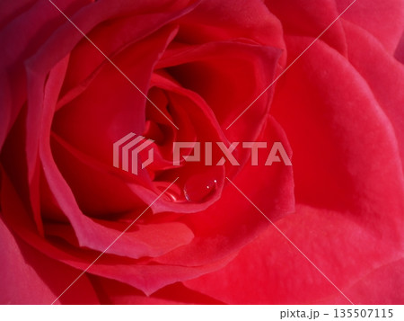 秋のバラ園に咲く赤い薔薇のクローズアップ 秋のバラ園に咲く赤い薔薇のクローズアップ 135507115