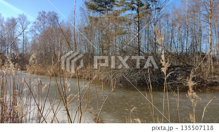A field overgrown with tall grass, with a small patch of frozen water in the foreground. A field overgrown with tall grass, with a small patch of frozen water in the foreground. 135507118