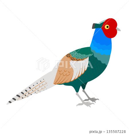 鳥_キジのイラスト_雄 135507228
