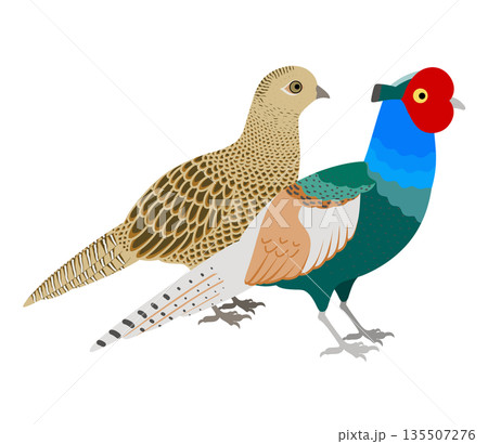 鳥_キジのイラスト_つがい 鳥_キジのイラスト_つがい 135507276