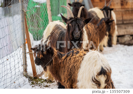 雪の積もった木造小屋の近くに佇むヴァレーブラックネック山羊の群れ. ツェルマット ヴァレー州 スイス 135507309