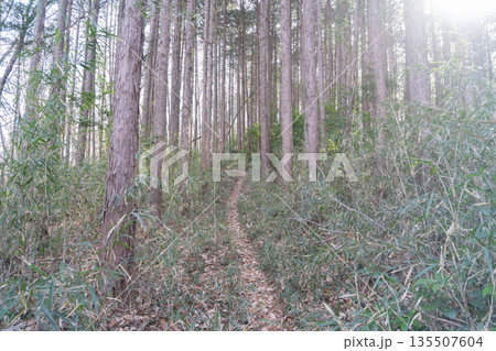 石青山大聖寺から寺山へ向かう登山道（埼玉県小川町） 135507604