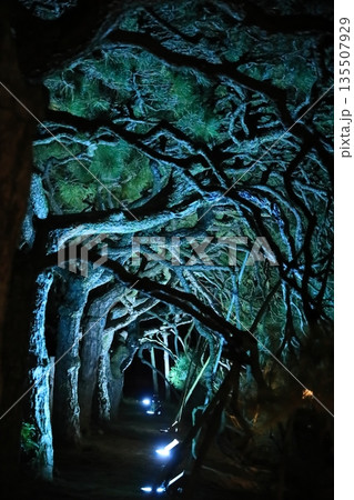 栗林公園秋のライトアップ2025 135507929