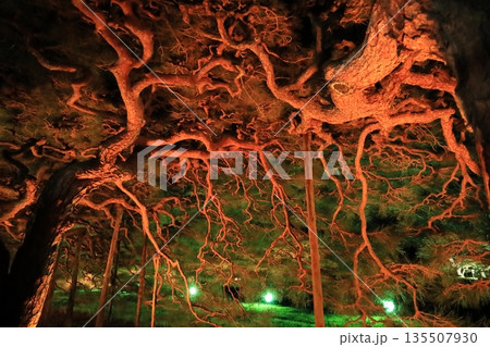 栗林公園秋のライトアップ2025 135507930