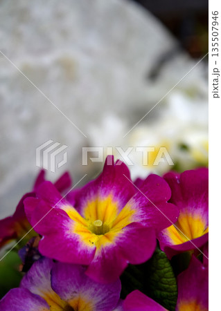 プリムラ・ジュリアン 135507946