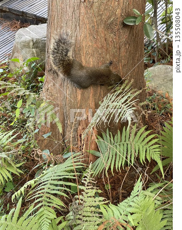 動物 動物学 自然 135508043