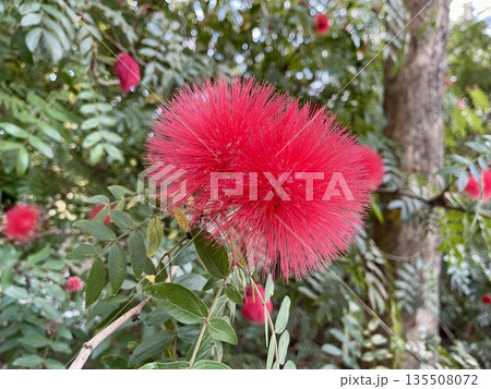 オオベニゴウカン 大紅合歓 カリアンドラ・ハエマトケファラ 135508072