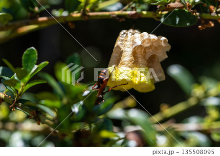 ハチの巣で作業 135508095