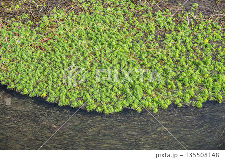 小川に繁茂する水草 オオフサモ 特定外来生物 小川に繁茂する水草 オオフサモ 特定外来生物 135508148