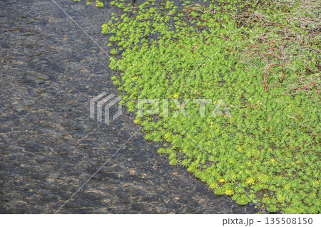 小川に繁茂する水草 オオフサモ 特定外来生物 小川に繁茂する水草 オオフサモ 特定外来生物 135508150