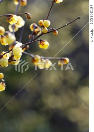 咲きだした蝋梅 135508187