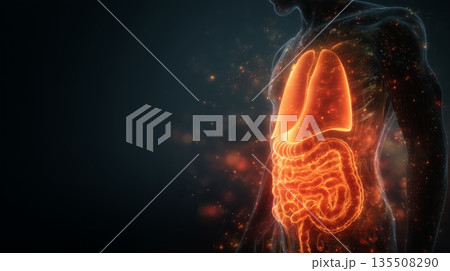 Silhouette of a human body with glowing stomach and gut bacteria visualization showcasing health and well-being 135508290