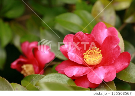 冬の花、サザンカ 135508567