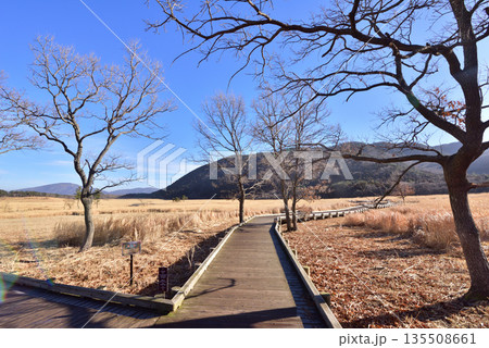 冬のくじゅう長者原 くじゅう長者原タデ原湿原 タデ原湿原自然研究路 冬のくじゅう長者原 くじゅう長者原タデ原湿原 タデ原湿原自然研究路 135508661