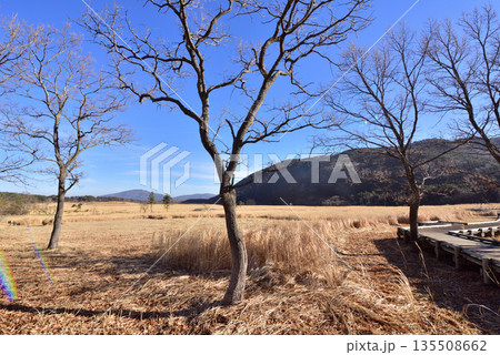 冬のくじゅう長者原　くじゅう長者原タデ原湿原　タデ原湿原自然研究路 135508662