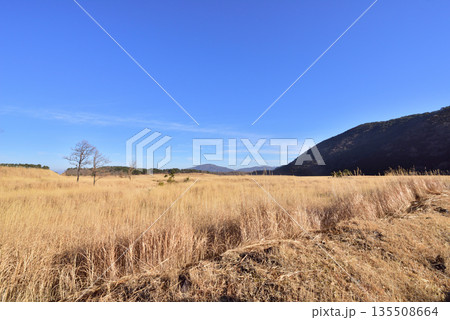 冬のくじゅう長者原　くじゅう長者原タデ原湿原　タデ原湿原自然研究路 135508664