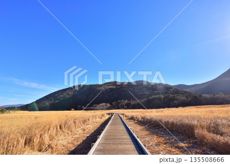 冬のくじゅう長者原 くじゅう長者原タデ原湿原 タデ原湿原自然研究路 冬のくじゅう長者原 くじゅう長者原タデ原湿原 タデ原湿原自然研究路 135508666