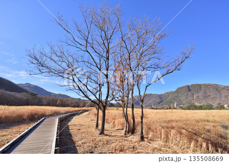 冬のくじゅう長者原　くじゅう長者原タデ原湿原　タデ原湿原自然研究路 135508669