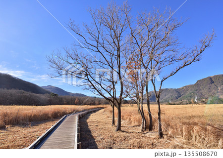冬のくじゅう長者原　くじゅう長者原タデ原湿原　タデ原湿原自然研究路 135508670