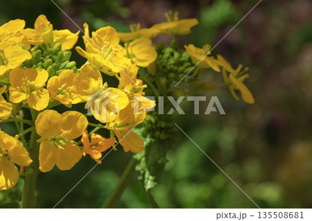 春を彩る黄色の妖精 135508681