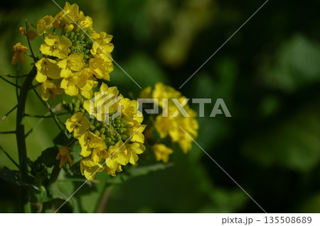 春を彩る黄色の妖精 春を彩る黄色の妖精 135508689