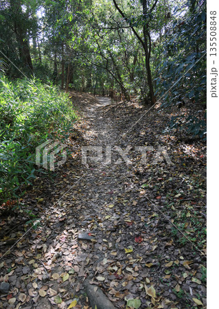 栗林公園、西湖南端の紫雲山山麓の不動口門跡近くの小道 135508848