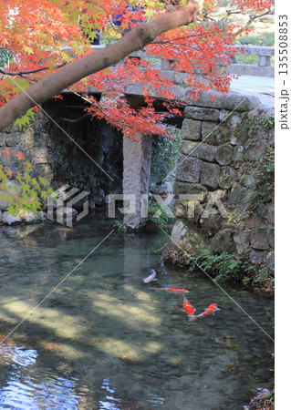 栗林公園、西湖南端の睡竜潭と南湖を分つ留玉梁の紅葉 栗林公園、西湖南端の睡竜潭と南湖を分つ留玉梁の紅葉 135508853