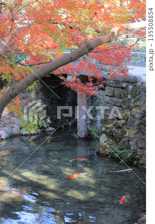 栗林公園、西湖南端の睡竜潭と南湖を分つ留玉梁の紅葉 栗林公園、西湖南端の睡竜潭と南湖を分つ留玉梁の紅葉 135508854