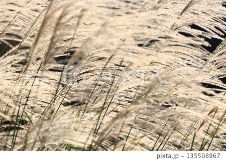 栗林公園、西湖南端の「睡竜潭」の岸辺のススキ 135508967